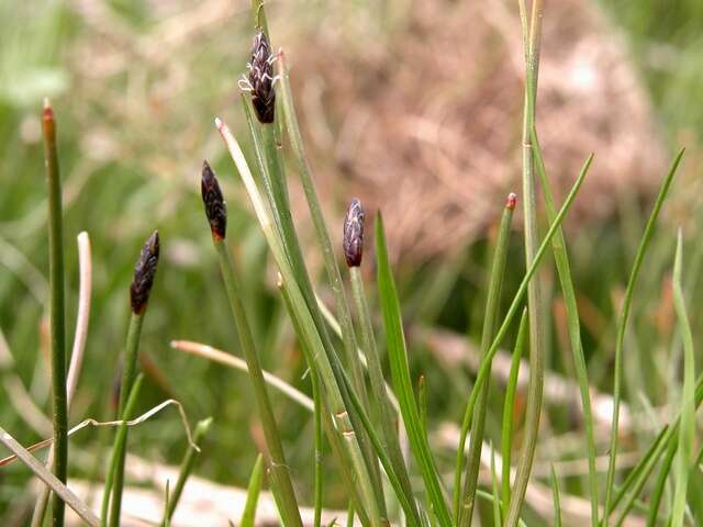 Image of Slender Spike-rush