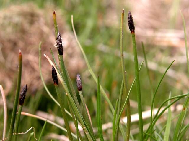 Image of Slender Spike-rush