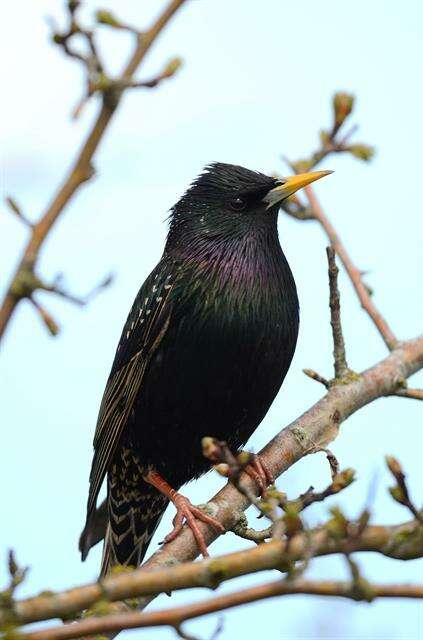 Image of Sturnus Linnaeus 1758