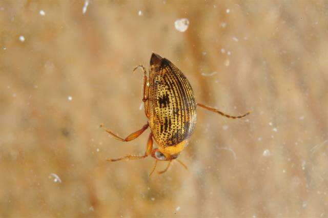 Image of crawling water beetles
