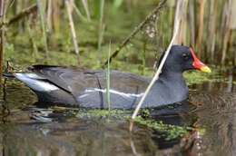 Image of Typical Moorhens