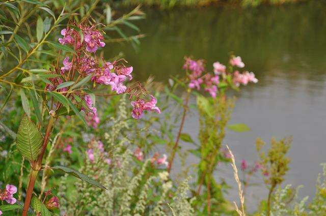 Image of Jewelweeds