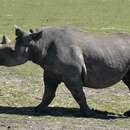 صورة وحيد القرن الأسود