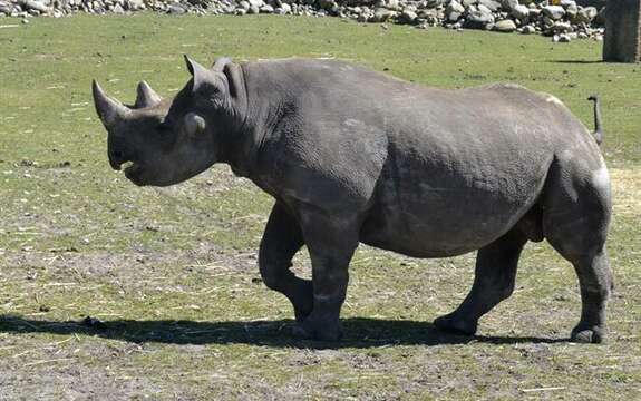 Image of Black Rhinoceros