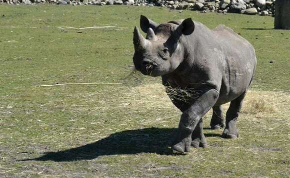 Image of Black Rhinoceros