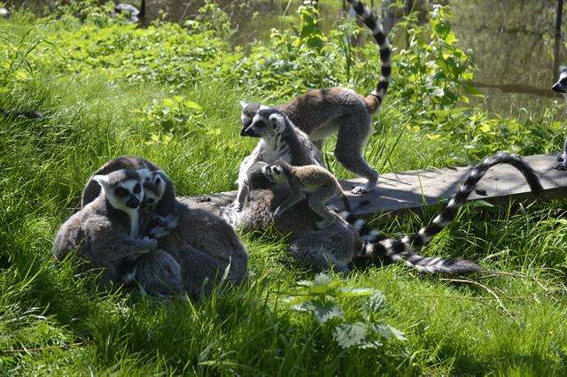 Image of Ring-tailed Lemurs