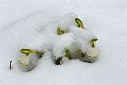 Image of Snowflake plants