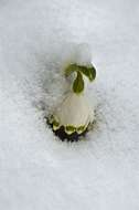 Image of Snowflake plants
