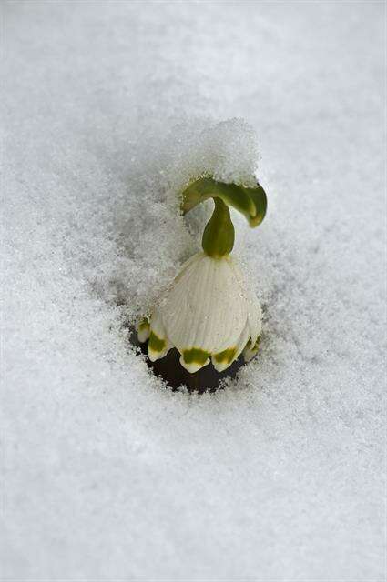 Image of Snowflake plants