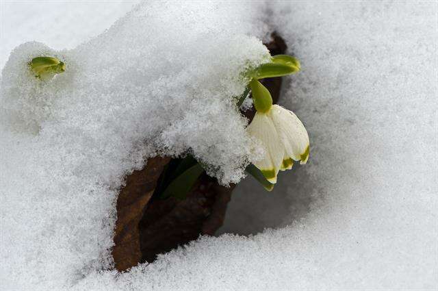 Image of Snowflake plants