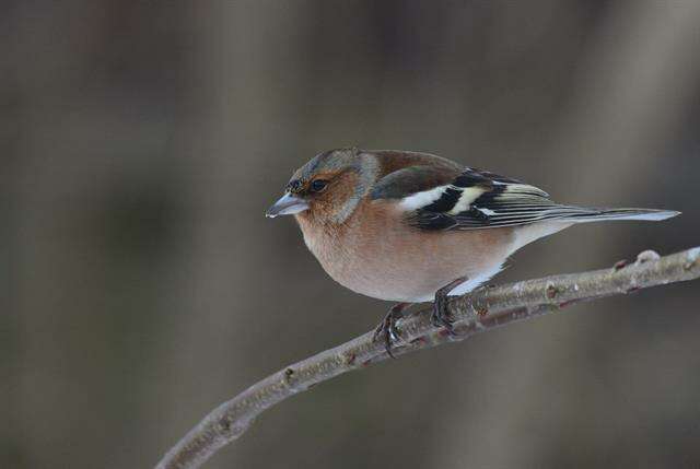 Image of Fringilla Linnaeus 1758