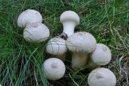 Image of Lycoperdon