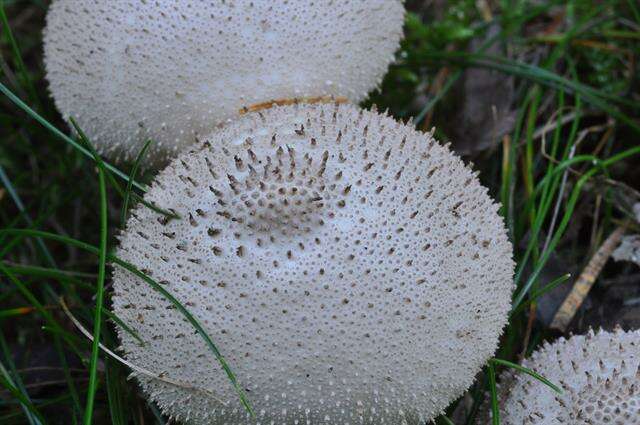 Image of Lycoperdon