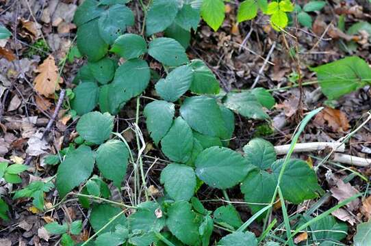 Image of Rubus sciocharis (Sudre) W. C. R. Watson