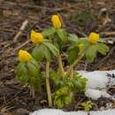 Image of winter aconite