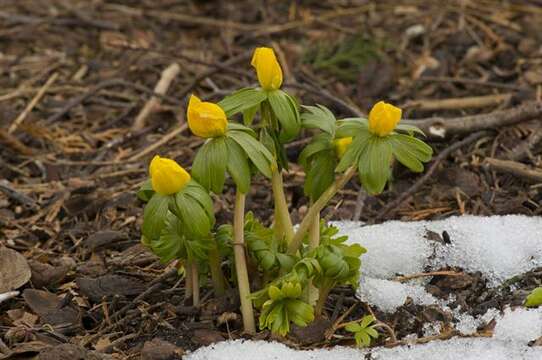 Image of eranthis