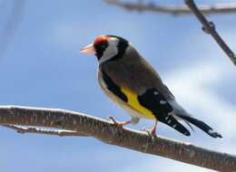 Imagem de Carduelis Brisson 1760