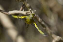 Image of European greenfinch