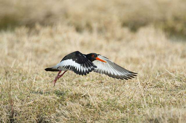 Image of oystercatchers