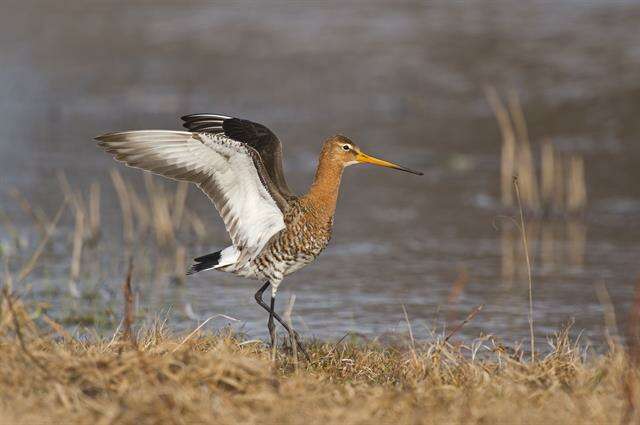 Image of Limosa Brisson 1760