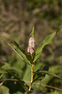 Image of Pinkweeds