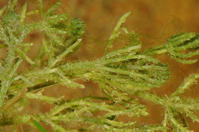 Image of Bristly Stonewort