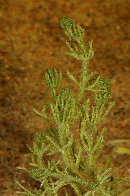 Image of Bristly Stonewort