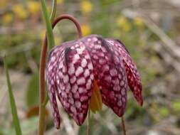 Image of fritillaries