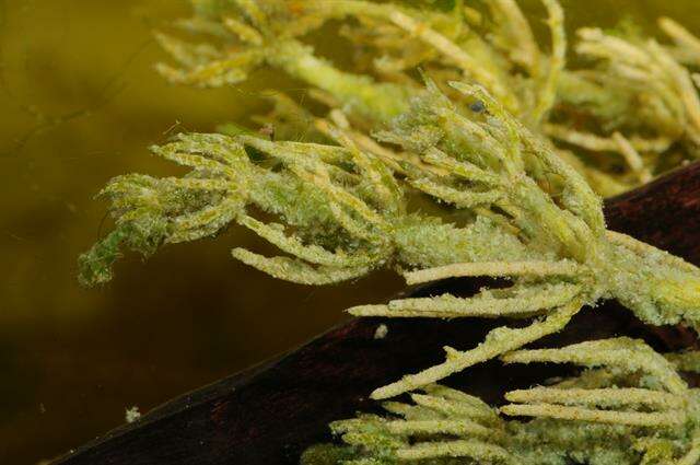 Image of Bristly Stonewort