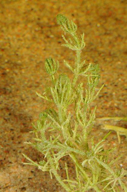 Image of Bristly Stonewort