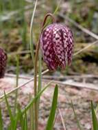 Image of fritillaries