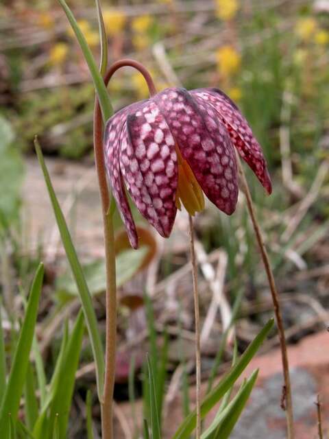 Image of fritillaries