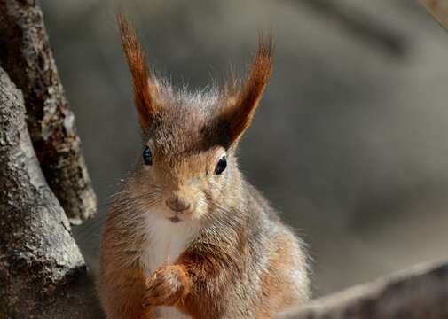 Image de Sciurus Linnaeus 1758