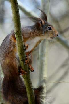 Image de Sciurus Linnaeus 1758