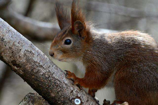 Image of Squirrels