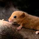 Image of dormouse