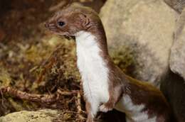 Image of least weasel