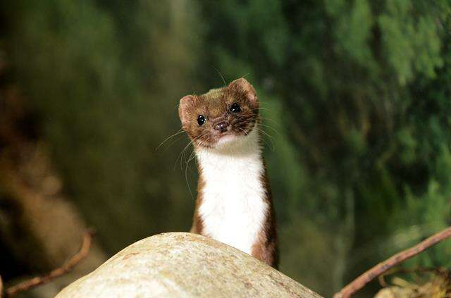 Image of weasels