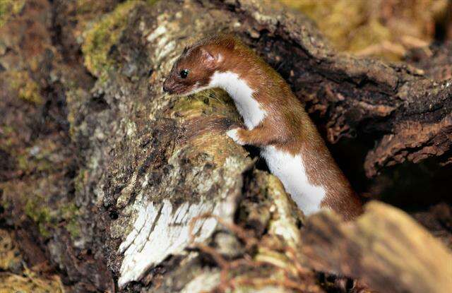 Image of least weasel