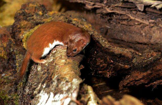 Image of least weasel