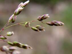 Image of Vernal Grasses