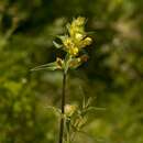 Image of Rhinanthus serotinus subsp. serotinus