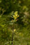 Image of Rhinanthus serotinus subsp. serotinus