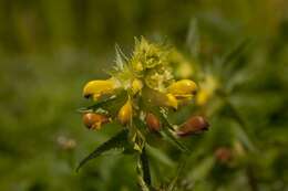 Image of Rhinanthus serotinus subsp. serotinus