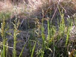 Image of Vernal Grasses