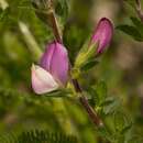 Image of common restharrow