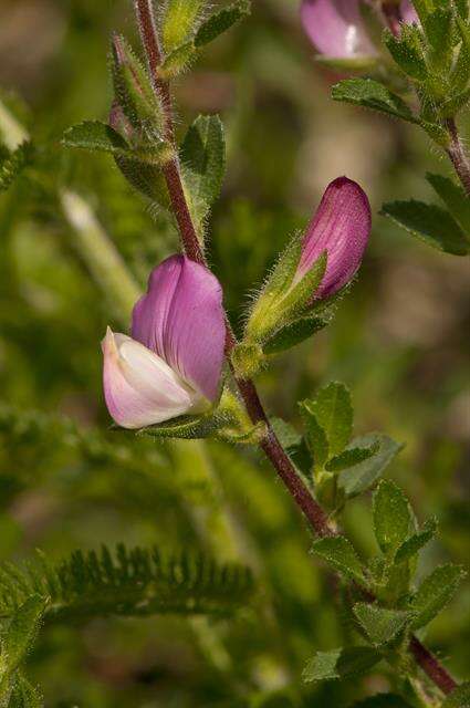 Image of restharrow