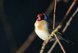 Imagem de Carduelis Brisson 1760