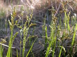 Image of Vernal Grasses