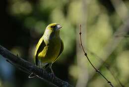 Image of European greenfinch